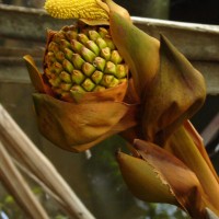 Nypa fruticans Wurmb